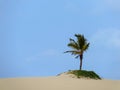 Palm tree on a dune