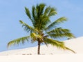 Palm tree on a dune