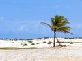 Palm tree on a dune