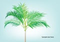 Palm tree ,Dwarf Date, Pigmy Date vector illustration