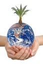 Palm tree on Earth.Elements of this image furnished by NASA Royalty Free Stock Photo