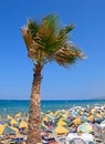 Palm tree at the edge of Stalida beach.