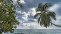 A palm tree with an elegantly curved trunk and spreading leaves Royalty Free Stock Photo