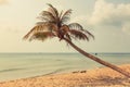 Palm tree on empty beach - one palm tree on oceach with ocean ba Royalty Free Stock Photo