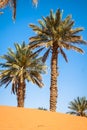 Palm tree in Erg Chebbi, at the western edge of the Sahara Desert Royalty Free Stock Photo