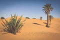 Palm tree in Erg Chebbi, at the western edge of the Sahara Desert Royalty Free Stock Photo