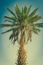 Palm tree in Erg Chebbi, at the western edge of the Sahara Desert Royalty Free Stock Photo