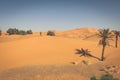 Palm trees and sand dunes in the Sahara Desert, Merzouga, Morocco Royalty Free Stock Photo