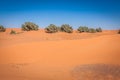 Palm trees and sand dunes in the Sahara Desert, Merzouga, Morocco Royalty Free Stock Photo