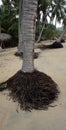 Palm tree exposed roots Royalty Free Stock Photo