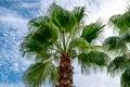 Palm tree with fan leaves on the background of a white and blue cloudy sky - bottom view. Exotic tropical plant with large Royalty Free Stock Photo