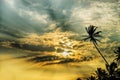 Palm tree and fantastic sunset