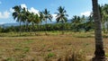 A Palm Tree Farm on Oahu's North Shore