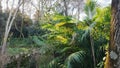 palm tree and a fern in the sunshine in the woods Royalty Free Stock Photo