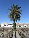 Palm tree at the fishing pond of La Coronada, Badajoz - Spain Royalty Free Stock Photo