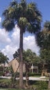 Palm tree Florida afternoon blue sky Royalty Free Stock Photo