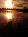 Palm tree florida Royalty Free Stock Photo