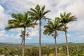 Palm Tree in Flower Forest Botanical Gardens, Barbados. Jungle. Landscpe with Ocean Water Royalty Free Stock Photo