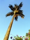 Palm tree & flowering shrubs