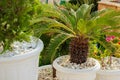 Palm tree in flowerpot
