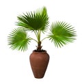 A palm tree in a flowerpot. Pam tree Livistona Rotundifolia in Royalty Free Stock Photo