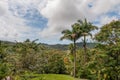 Palm Tree and Flowers in Flower Forest Botanical Gardens, Barbados. Jungle. Royalty Free Stock Photo