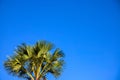 Palm tree fluffy leaves on sunny blue sky background. Vivid tropical nature photo. Sunny tropical nature minimal photo