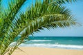Palm tree foliage against seascape in summertime. Palm leafage near waterfront of ocean. Tropical shoreline copy space photography