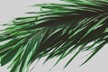 Palm tree foliage. Vintage tropical background. Retro toned. Macro photography.