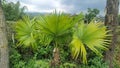 Palm tree or footstool palm with green leaves in the outdoor garden. Royalty Free Stock Photo