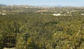 Palm tree forest in Elche. Alicante. Spain