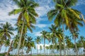 The palm tree forest, green palm trees on a green lawn on sky blue background Royalty Free Stock Photo