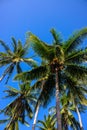 Palm tree forest on sunny blue sky background. Tropical island nature. Summer vacation banner template with text place Royalty Free Stock Photo