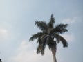A palm tree with fresh sky