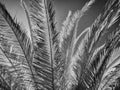 Palm Tree leaves, black and white Royalty Free Stock Photo