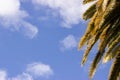 Palm Tree Fronds Border Blue Sky with Fluffy White Clouds Royalty Free Stock Photo