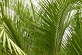 Palm tree fronds closeup Royalty Free Stock Photo