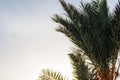 Palm tree fronds and dates against bright sunny sky Royalty Free Stock Photo