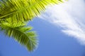 Palm tree fronds against blue sky with white clouds in the Caribbean. Royalty Free Stock Photo