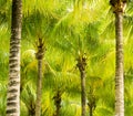 Palm tree fronds Royalty Free Stock Photo