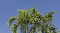 Palm tree fronds against deep blue sky Royalty Free Stock Photo