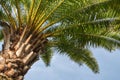 Palm tree in front of nice blue sky Royalty Free Stock Photo