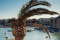 Palm tree in front of port of Bari, Italy Royalty Free Stock Photo