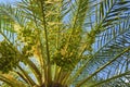 Palm tree with fruit on a background of blue sky Royalty Free Stock Photo