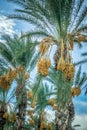 Palm tree with fruit on blue sky background Royalty Free Stock Photo