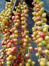 Palm tree fruit. The fruit is bright red and yellow. Royalty Free Stock Photo