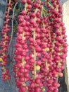 Palm tree fruit. The palm fruit is bright red. Royalty Free Stock Photo