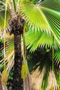 Palm tree and fruit Royalty Free Stock Photo