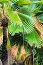 Palm tree and fruit Royalty Free Stock Photo