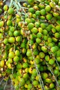 Palm tree fruit - Neodypsis - botanical garden Royalty Free Stock Photo